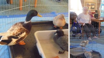 Bexhill care home welcomes quacking friends